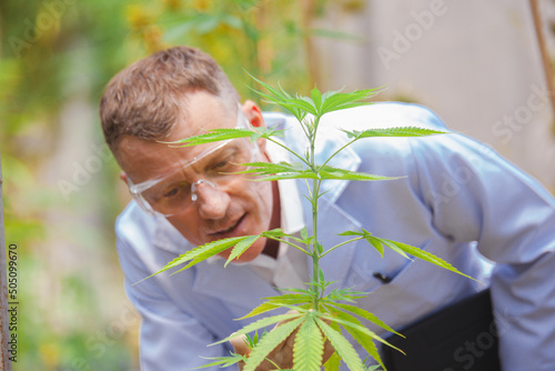 scientist with glasses and gloves checking hemp plants in. Concept of herbal alternative medicine, A male scientist in a cannabis field examines plants and flowers, 