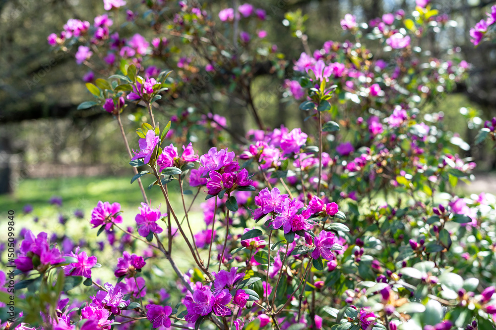 Beautiful rhododendron daurian flowers in the park on the lawn. Blooming rose bush in the garden Beautiful rhododendron daurian flowers in the park on the lawn. Blooming rose bush in the garden
