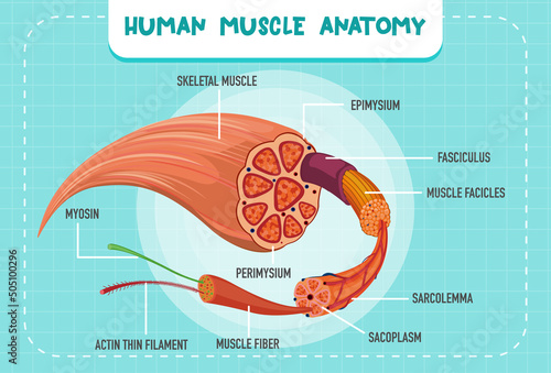 Human muscle anatomy structure