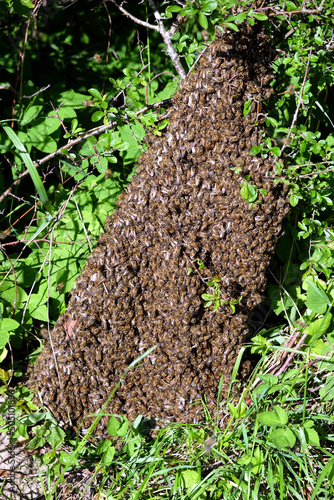 Bienenschwarm an einem Ast - Swarm of bees on a branch