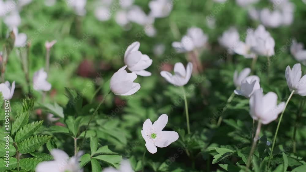 Asher's anemone or Anemone nemorosa. Spring, beautiful white flowers moving in the wind. May forest flowers, Close-up, selective soft focus, real-time 4k video, spring forest natural scenery Asher's anemone or Anemone nemorosa. Spring, beautiful white flowers moving in the wind. May forest flowers, Close-up, selective soft focus, real-time 4k video, spring forest natural scenery