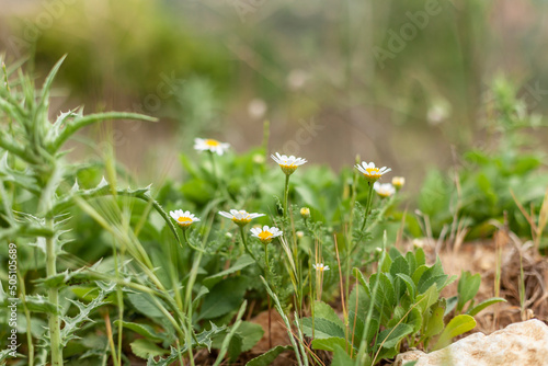 Small White daisies flower natural spring field