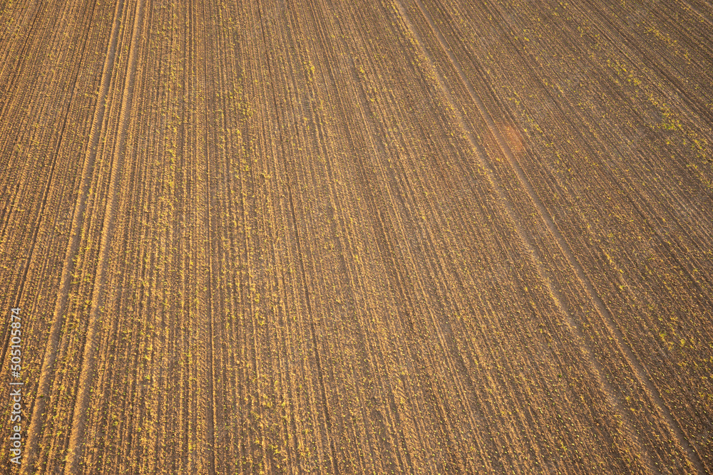 Fototapeta premium Above top view. Rows of young plant shoots on a agricultural field