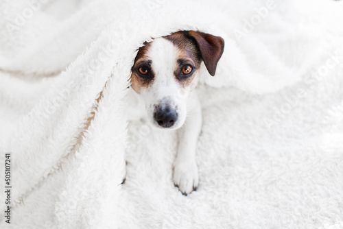 Cut dog under white warm blanket