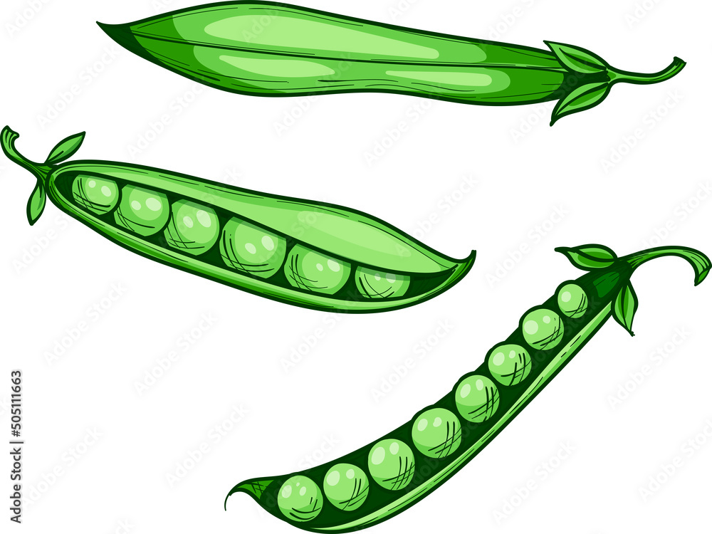 green sweet peas, whole pod and peas, hand drawn sketch illustration green sweet peas, whole pod and peas, hand drawn sketch illustration