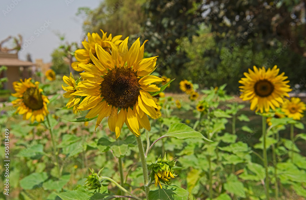 Fototapeta premium Closeup of a sunflower yellow flower heads in garden