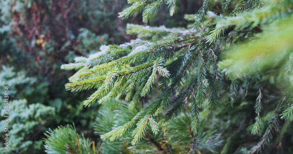 Green spruce branch in the Carpathian forest. Close-up. Evergreen trees in their natural habitat.