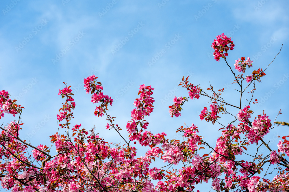 Pink blühende Zierkirsche vor blauem Himmel Pink blühende Zierkirsche vor blauem Himmel