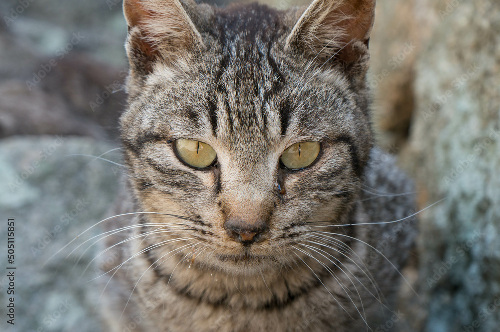 A wild cat staring straight at one point A wild cat staring straight at one point
