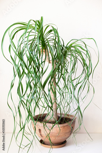 Beaucarnea recurvata or Nolina in a brown pot on a light grey background. Home plants care and home gardening concept. Vertical image. Selective focus. photo