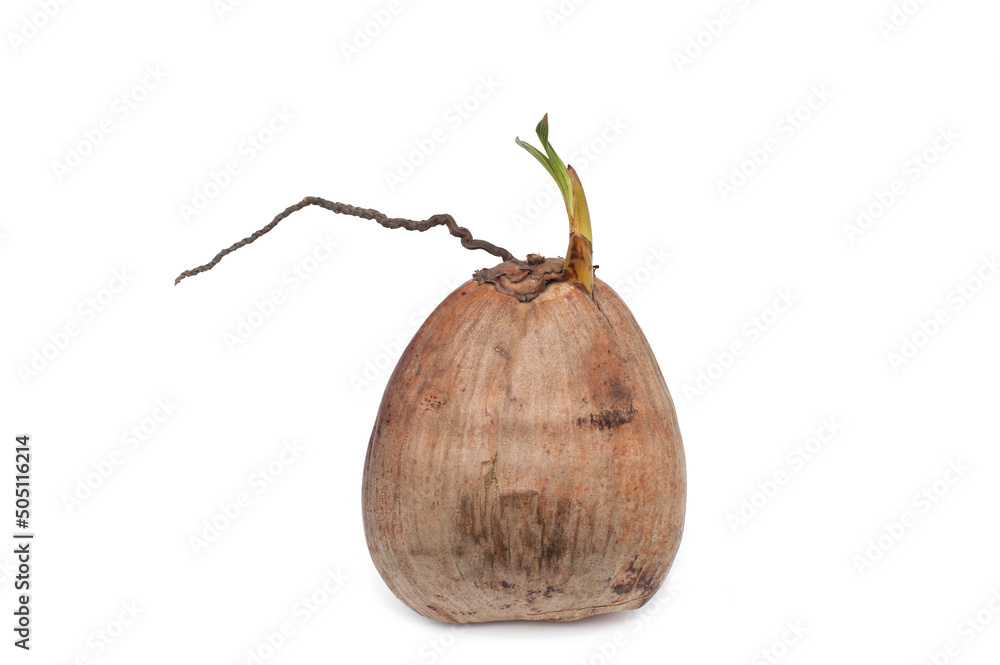Coconut with buds isolated on white background.