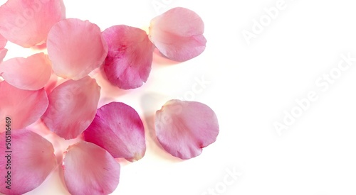 simple background of some pink rose petals on white background