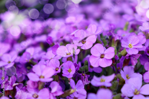Spring is a time for blooming and admiring  pastel phlox flowers close-up  bokeh  space for text