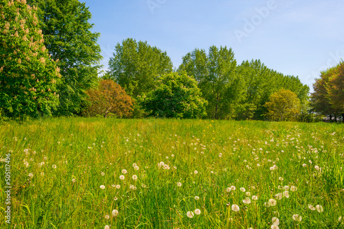 Blossoming tree in a green grassy field in a forest under a blue bright sky in sunlight in springtime, Almere, Flevoland, The Netherlands, May 15, 2022