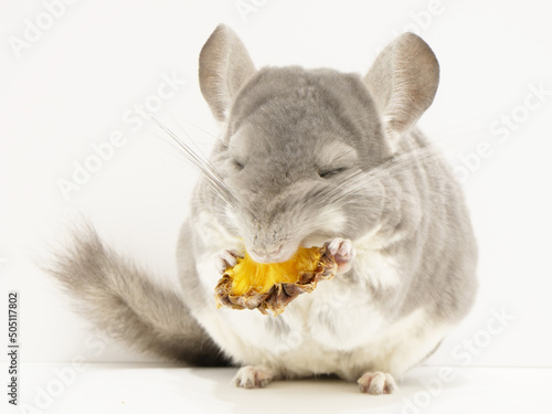 ドライパインにかぶりつくチンチラ