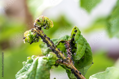 Aphids, black fly (black bean aphids, blackfly) on leaves. Close up and selective focus of a plant covered with a large number of black pest insects. Bean aphid (Aphis fabae) or blackfly