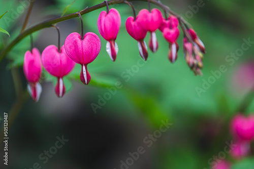 Dicentra spectabilis (Lamprocapnos) - bleeding heart. Asian bleeding-heart. Dicentra formosa blooming in the garden, Nature floral background.