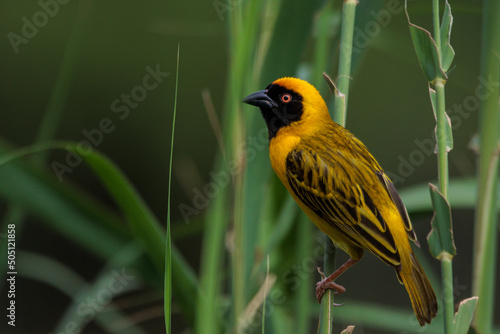 Southern Masked Weaver - Vaal River - Douglas - Northern Cape - South Africa photo