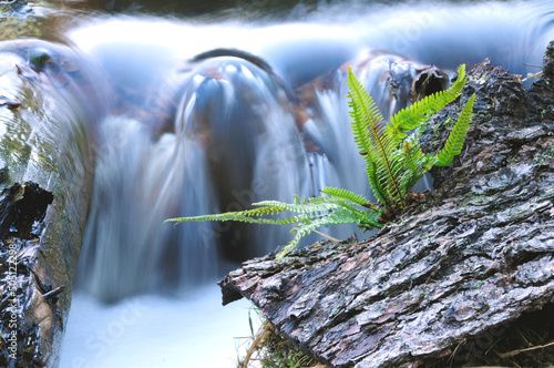 Bach im Nationalpark Hunsrück-Hochwald