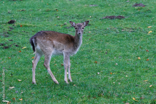 Junges Damwild im Herbst  