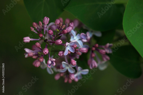 Violet lilac on nature background