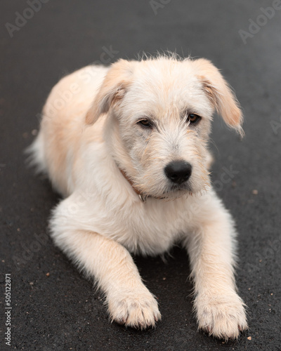 A sad looking Italian spinone dog puppy lying on the asphalt. photo