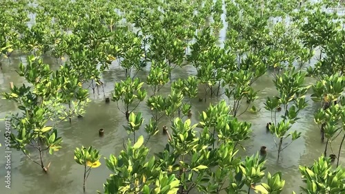 small mangrove tree in seashore photo
