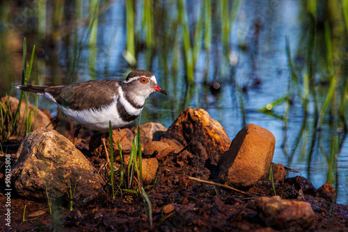 Three-banded Plover - Potchefstroom - Northwest Province - South Africa photo