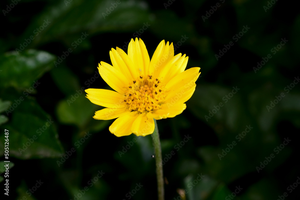 Obraz premium Fresh yellow flower in the garden.