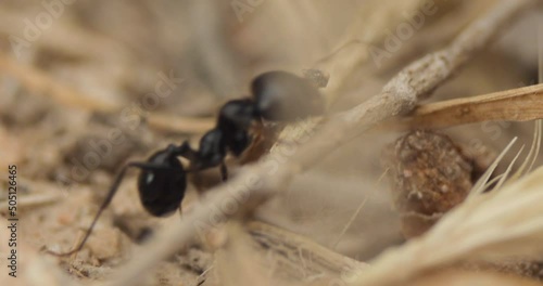 Black worker ants and soldier ants, of the species Messor barbarus, on a spring day in the field, working together near to their nest, seen at ground level, Spain photo