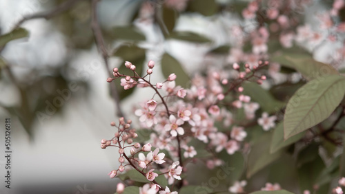 blooming pink bird cherry in spring, blurred background with bokeh