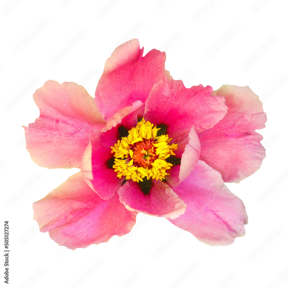 Macro photo pink tree peony on white isolated background. Macro photo pink tree peony on white isolated background.