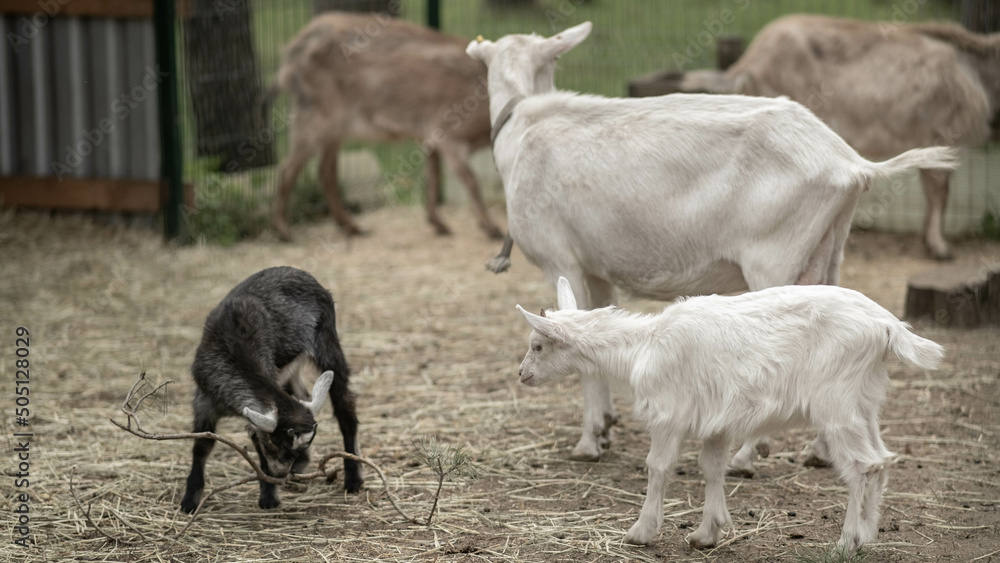 domestic goats, baby goats black and white, goat farm, home farming concept domestic goats, baby goats black and white, goat farm, home farming concept