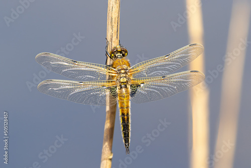 Four-Spotted Chasers (Libellula quadrimaculata) mating on a reed with a grey background photo