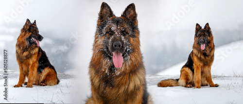 German shepherd dog sitting outdoors