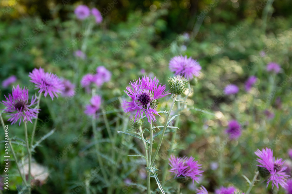 Des fleurs de chardons Carduus acanthoides , chardon fausse-acanthe sur fond vert poussent dans le Var sur le sentier de la presqu'ile de Giens Des fleurs de chardons Carduus acanthoides , chardon fausse-acanthe sur fond vert poussent dans le Var sur le sentier de la presqu'ile de Giens