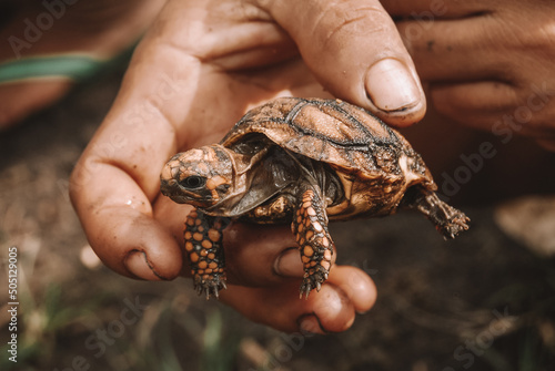 Person holding a baby turtle with their hand