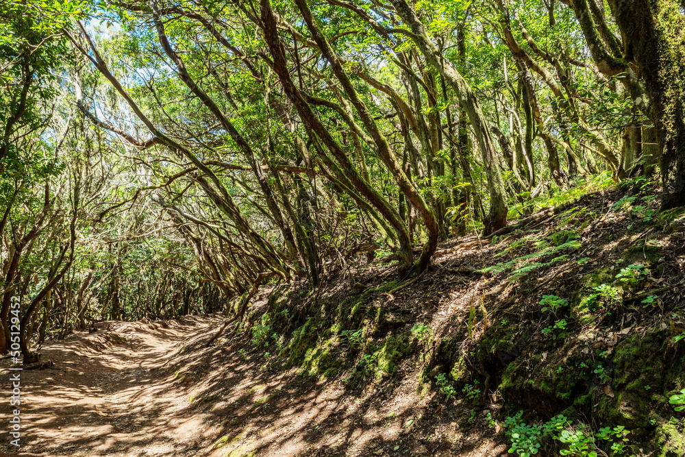 Obraz premium View on Tenerife island from Anaga Rural Park road.