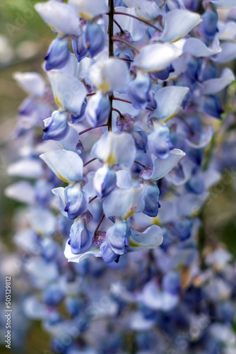 Obraz na płótnie wisteria flowers close-up