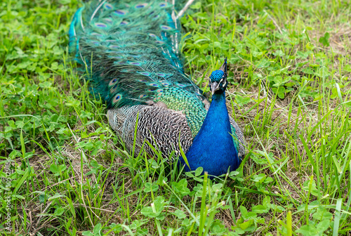 Obraz na płótnie peacock in the park