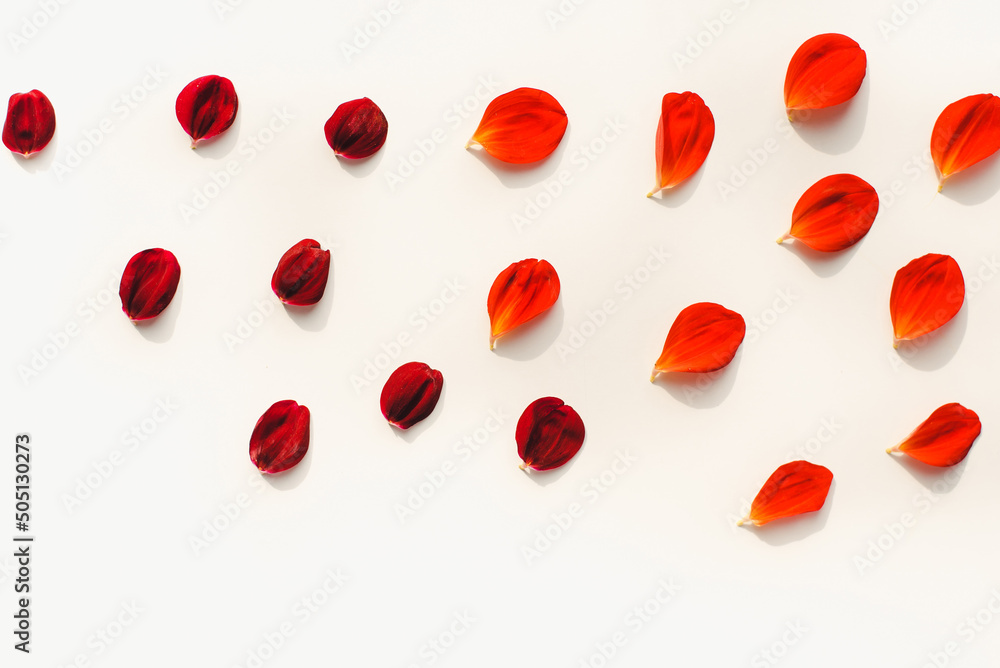 red rose petals red rose petals