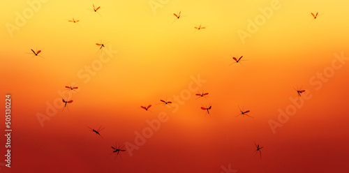 natural background with a swarm of insects mosquitoes flying against the back...