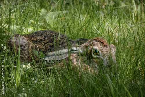 Feldhase liegt versteckt in der Wiese photo