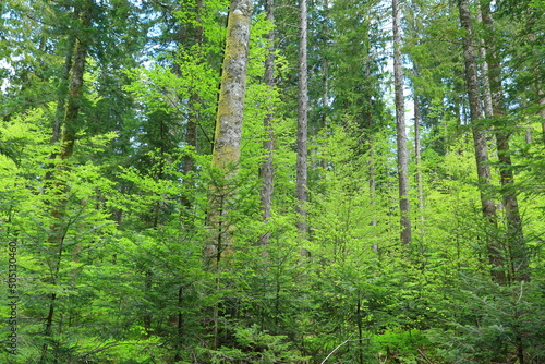Photo Untouched green forest with conifers and young beech trees in Gorski kotar area,