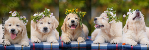 Fotografia happy labrador puppy outdoors