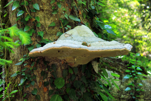 Mushroom parasitic on a tree.