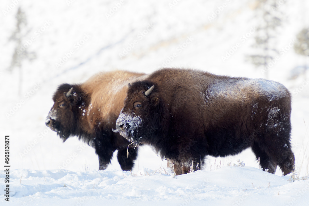 American Bison (Bison bison) standing in snow during blizzard, Yellowstone National Park, Wyoming, United States. American Bison (Bison bison) standing in snow during blizzard, Yellowstone National Park, Wyoming, United States.