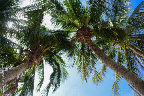 coconut palm trees