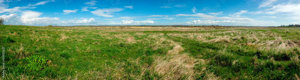 Panorama of spring field with young grass. Blue sky, clouds.