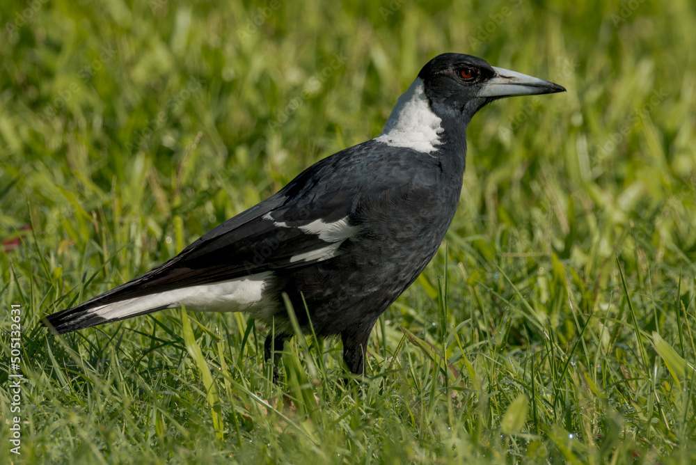 Australasian Magpie in Queensland Australia Australasian Magpie in Queensland Australia